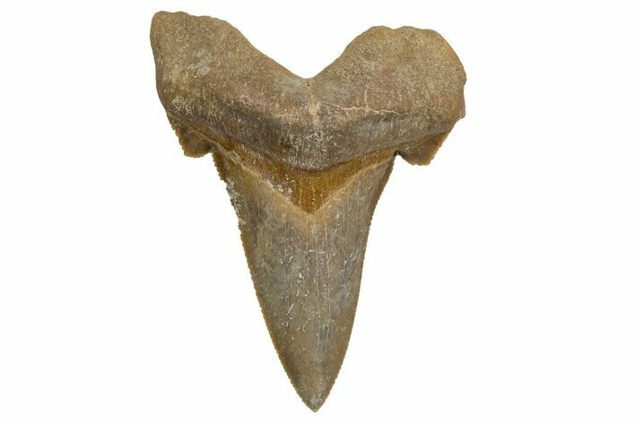 Serrated Sokolovi (Auriculatus) Shark Tooth - Dakhla, Morocco #321859